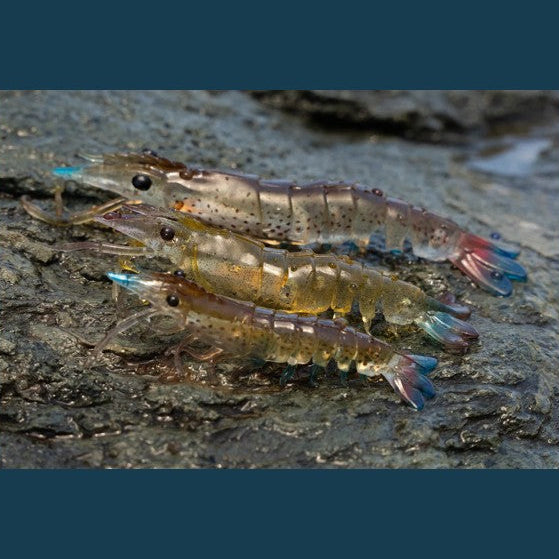 Nomad Design SUMO SHRIMP UNRIGGED 4"